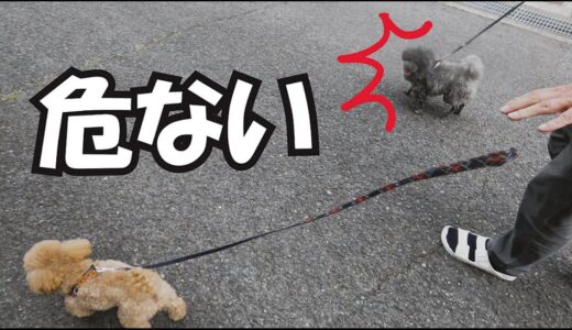 兄犬の危険を察知した弟犬が取った行動が泣ける（涙）