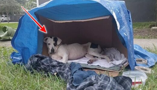 住宅街に捨てられた犬。それでも飼い主を待ち続ける犬の姿に涙が溢れる【動物 感動】