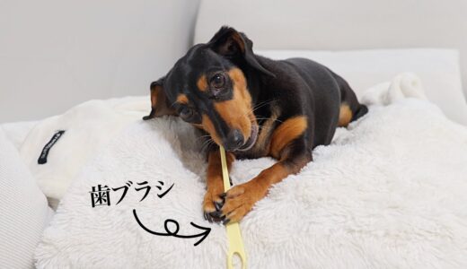 歯磨きなぞ1人でできるわ！と主張する犬に歯ブラシを渡したら本当に磨いた…汗