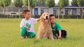 如果想要养一只大型犬做陪伴，那你肯定绕不开这种狗If you want to have a large dog for company, you can't skip this breed