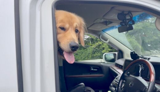 【ヤバすぎ】犬2匹を車内に長時間放置した事件・・・