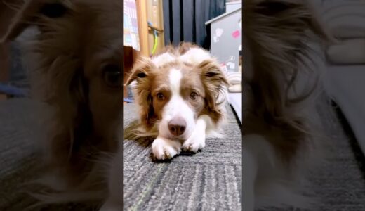 しょんぼりな犬を一瞬で笑顔にできる方法がこちらです…(笑)【ボーダーコリー】#shorts