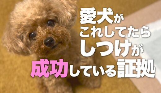 しつけが上手くいっている犬が見せる行動　　　　　　　　　たくさん褒められてしつけられた犬がする行動