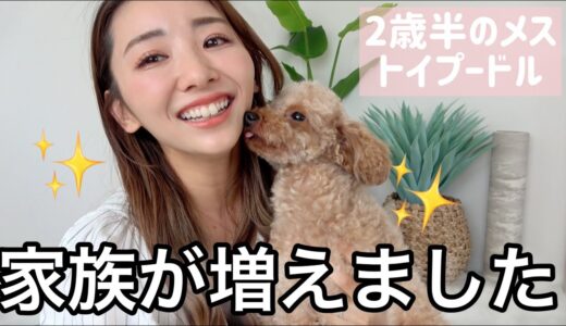 【保護犬】家族が増えました!!!🐶【トイプードルのルルちゃん】