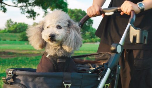 🐶生まれてはじめてバギーに乗った犬のリアクションが可愛すぎた【トイプードル】