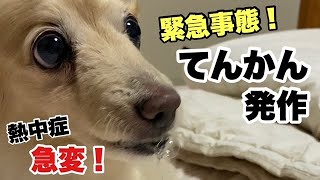 【緊急事態】犬のてんかん発作で脳にダメージ！熱中症から急変。ダックスフンドのてんかん発作が起きるまで。2022年7月16日