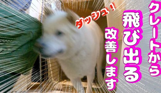 【犬の興奮】クレートやケージの扉を開けると飛び出てくる💦 解決方法❗️