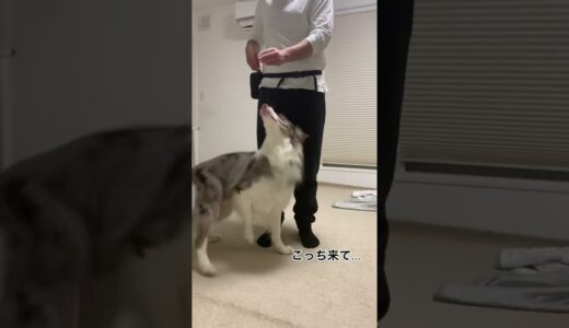 後ろ歩きさせられる犬