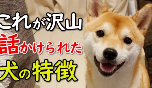 【音声解説】沢山話しかけられて育った犬の行動や特徴