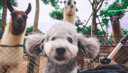 🐶生まれてはじめて動物園に行った犬の反応が面白かったw【トイプードル】