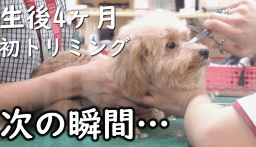 犬と猫どっちも飼ってると大変だったこと3選【プーチー&スコティッシュフォールド】