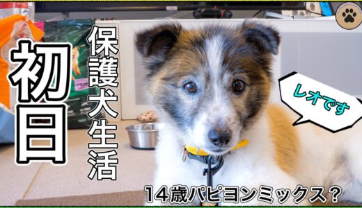 14歳で捨てられた・・ レオが保護犬になった初日に密着