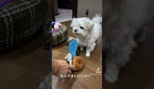 #shorts  こんなケチな犬いる？【マルチーズ】