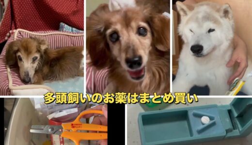 愛犬たちのお薬について（老犬）（ミニチュアダックス）（カニンヘンダックス）（柴犬）（シニア犬）