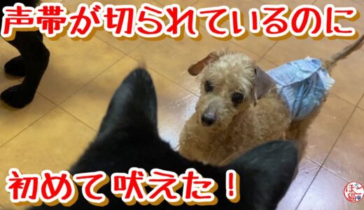 【余剰犬　トイプードル】声帯が切られているのに吠えました！