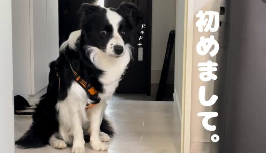 【保護犬】飼い主を噛み紆余曲折。保護される事になったボーダーコリーの男の子