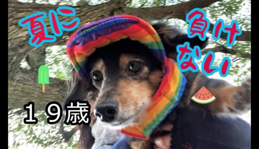 ダメっぷり＃111 　19歳シニア犬この夏も生きていく