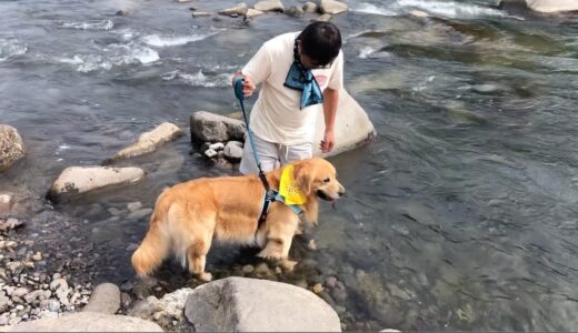 水嫌いだった犬が川に入ると本能が目を覚ましたような、覚ましてないような。ゴールデンレトリバーベンツ。