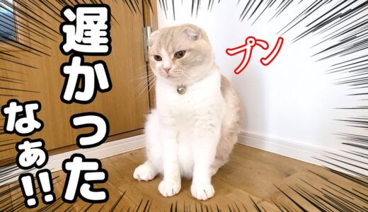 帰宅が遅くなりプンプンになって待ってた子猫が可愛すぎる...