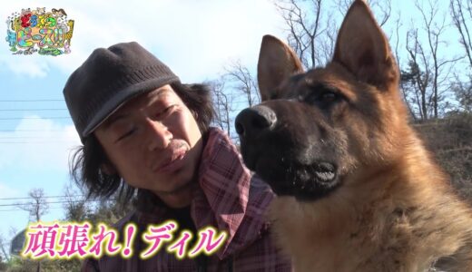 【シェパード】おてんば娘　警察犬　訓練　【かわいい犬まとめ動画】