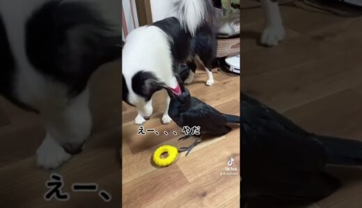 犬とカラスが会話してみた結果