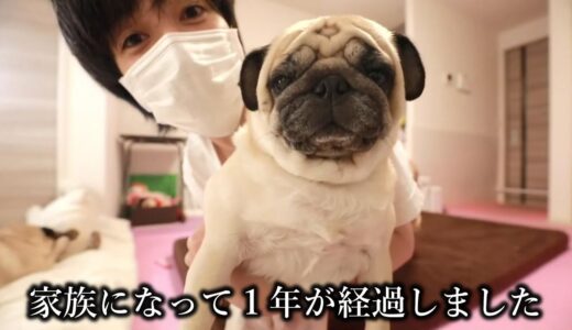 🔴祝・元繁殖犬まきちゃん１周年記念LIVE