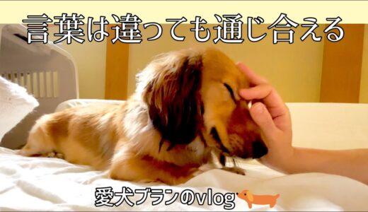 【犬と飼い主の毎日】互いの言葉は話せなくても、気持ちは通じてます