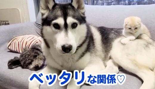 いつもベッタリな犬猫３兄弟♡ラブラブな関係に、どうやってなっていったのでしょうか⁈