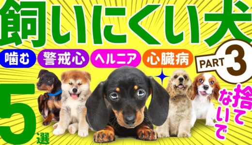 【本当は飼いにくい人気犬種💚Part3】飼育放棄をなくすために