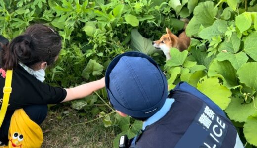 うちの柴犬が茂みの中にいる迷子犬を発見しました