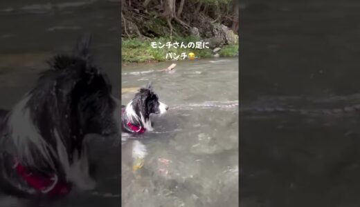 遊んでほしい犬が考えた方法が可愛すぎたw