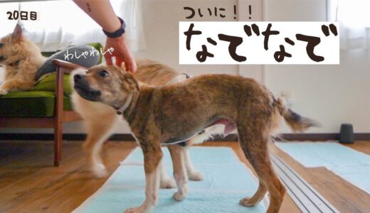 牧場に捨てられてた犬との生活20日目 撫でれたよ！！うれしい！