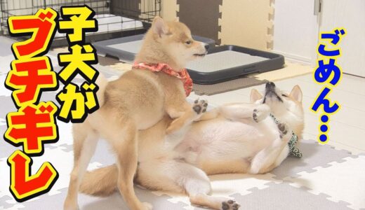 こんなことあるの？子犬が成犬を圧倒・・・