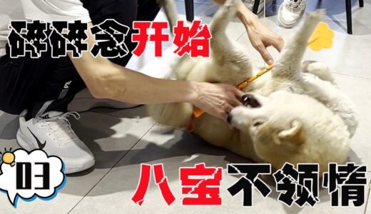 校长发动碎碎念神功，和你讲道理嘛，你咋凶我呢！【犬道app】