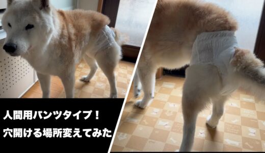 18歳の柴犬のおむつについて(老犬）（シニア犬）