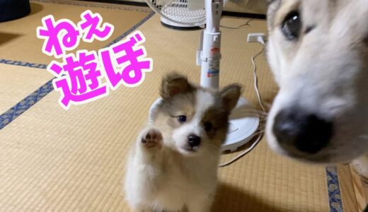 先住犬と遊びたいのに相手にされなくてだんだんイラッとしだす野犬の仔犬🐶🐾