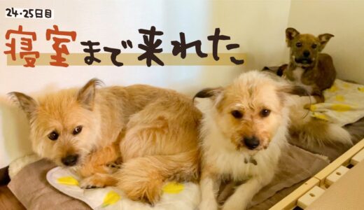 牧場に捨てられてた犬との生活24日目 寝室まで来た！