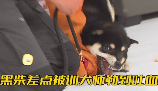 柴犬野性大發撕咬主人，被訓犬師一招鎖喉，差點勒到吐血