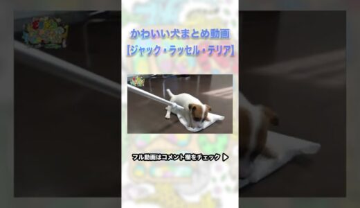 【ちょい見せ】かわいい犬まとめ動画：ジャック・ラッセル・テリア🐶　#shorts