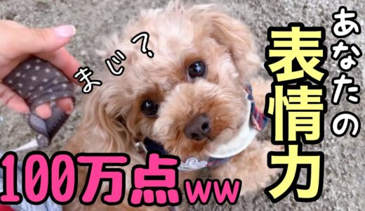 【わがまま犬】表情が豊かすぎて、分かりやすすぎるトイプードル。