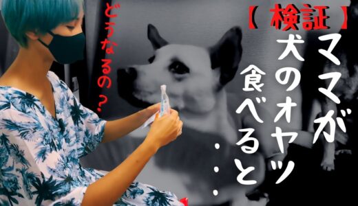 「犬用アイス」を食べない竜之助にママが食べる姿を見せてみた・・結果