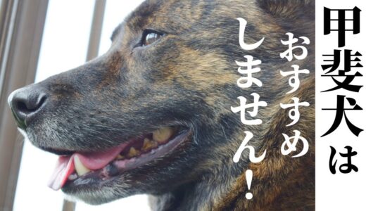 甲斐犬飼いさんの生の声を集めてみたら、色々な意味でヤバイ犬でした！【甲斐犬・柴犬】