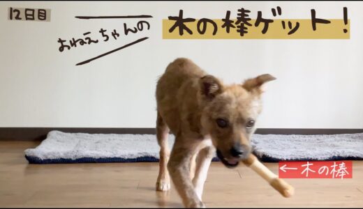 牧場に捨てられてた犬との生活12日目 木の棒がほしくてゲットするチャンスを伺う