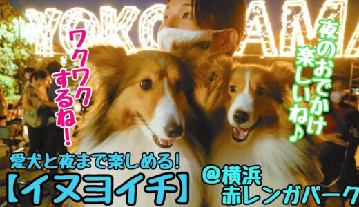 【シェルティ】まるでシェルティオフ会!? 犬夜市(イヌヨイチ)＠横浜赤レンガパークに行ってきました♪ We met many  shelties at a dog-friendly event