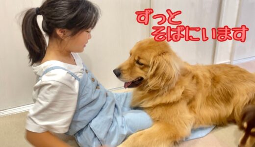 姉を愛しすぎて膝枕から離れなくなった大型犬クッキー【ゴールデンレトリバーとミニチュアダックスフンド】