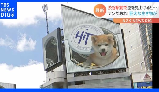 渋谷の空を見上げると…飛び出す秋田犬！あの犬にそっくり？フライングディスクも見事にキャッチ！| TBS NEWS DIG