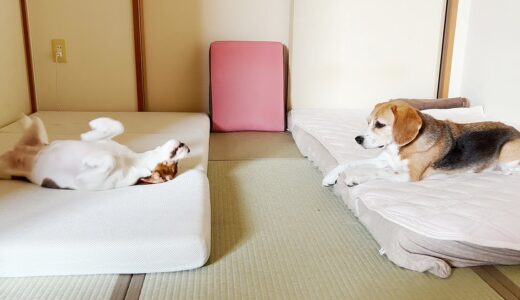 犬のひとり遊びを観察したら可愛すぎた【ビーグル多頭飼い】