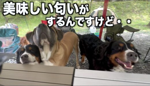 大型犬BBQ未公開編