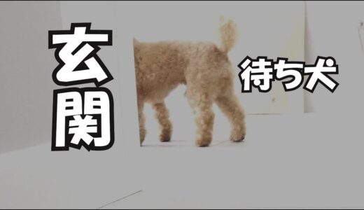 弟犬の帰りを待ち続ける兄犬、そしてその後【涙】