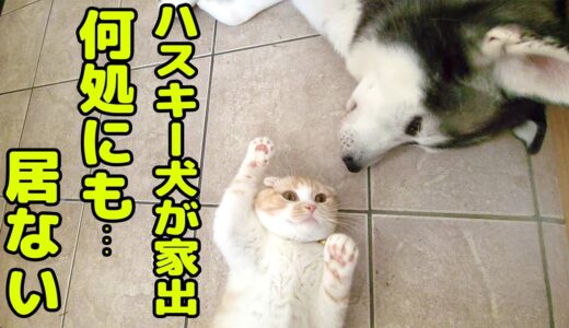 大好きなハスキー犬が家出したと思いニャーニャー騒いで探し回る子猫が可愛すぎる...